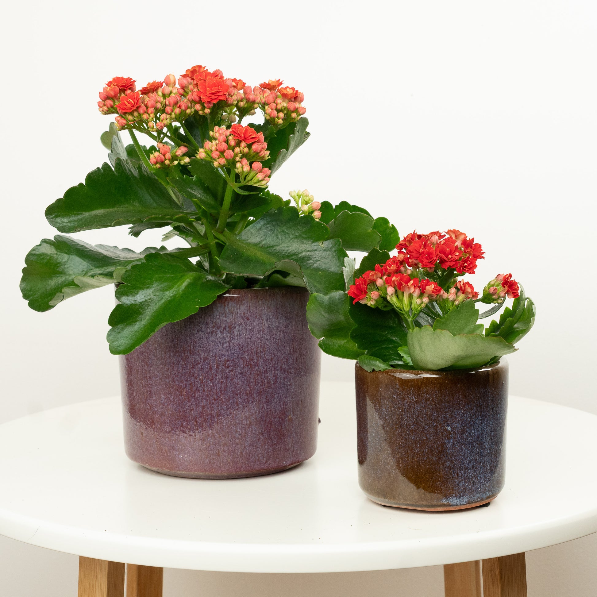Flowering Red Kalanchoe