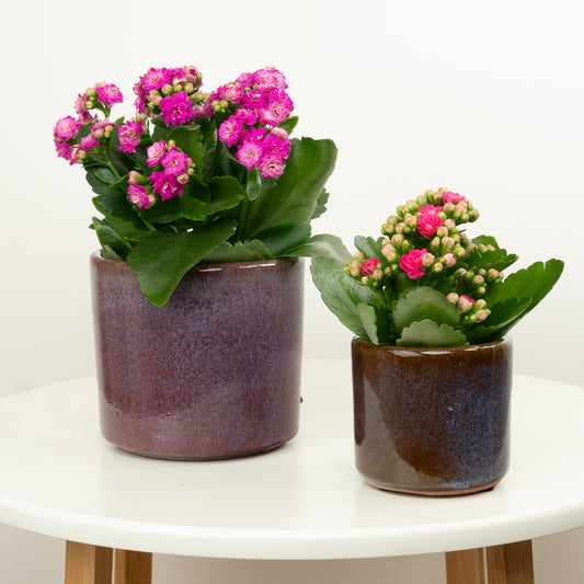 Hot Pink Kalanchoe | Mother's Day
