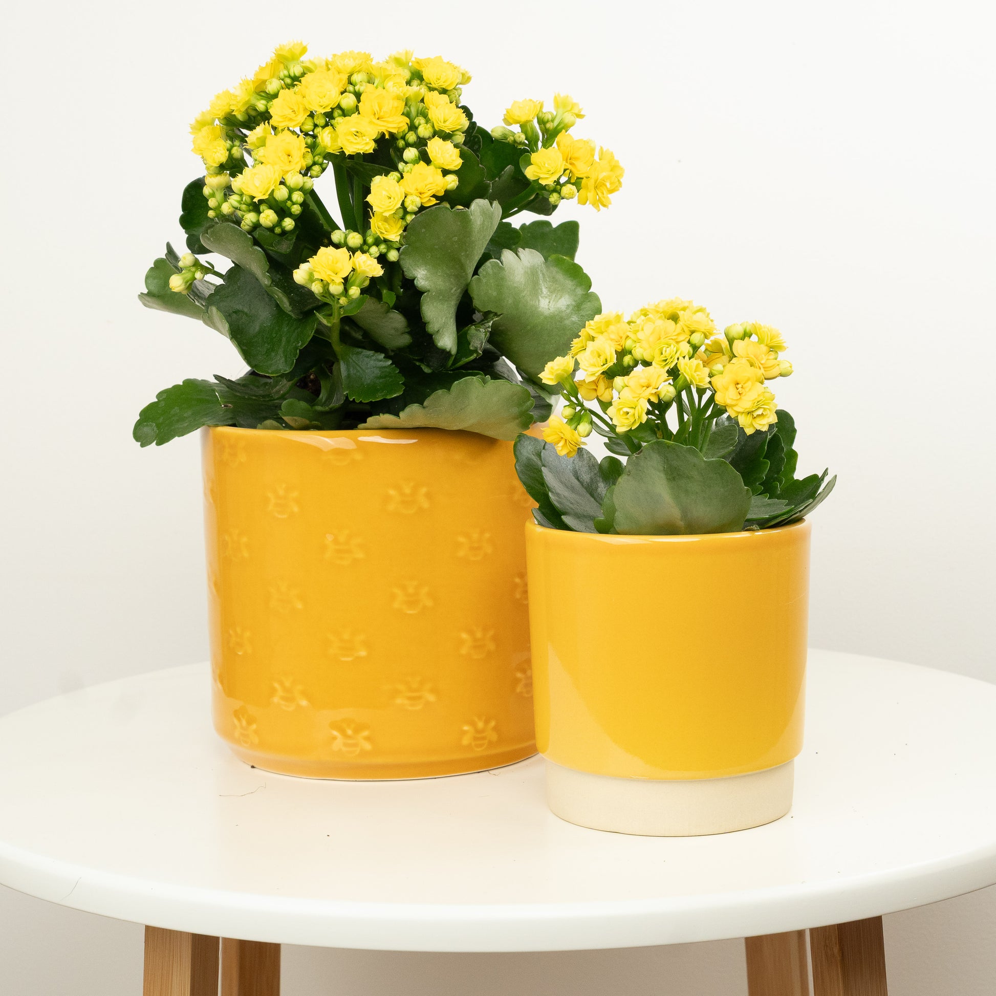 indoor plant yellow flowers Yellow Kalanchoe
