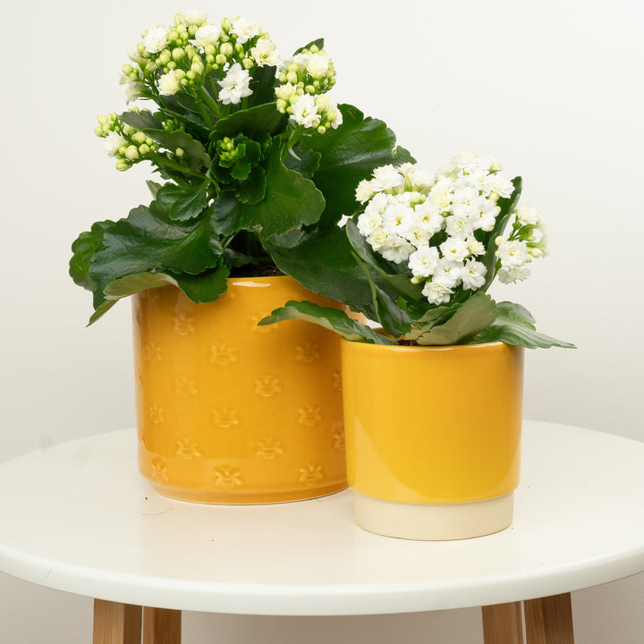 White Kalanchoe