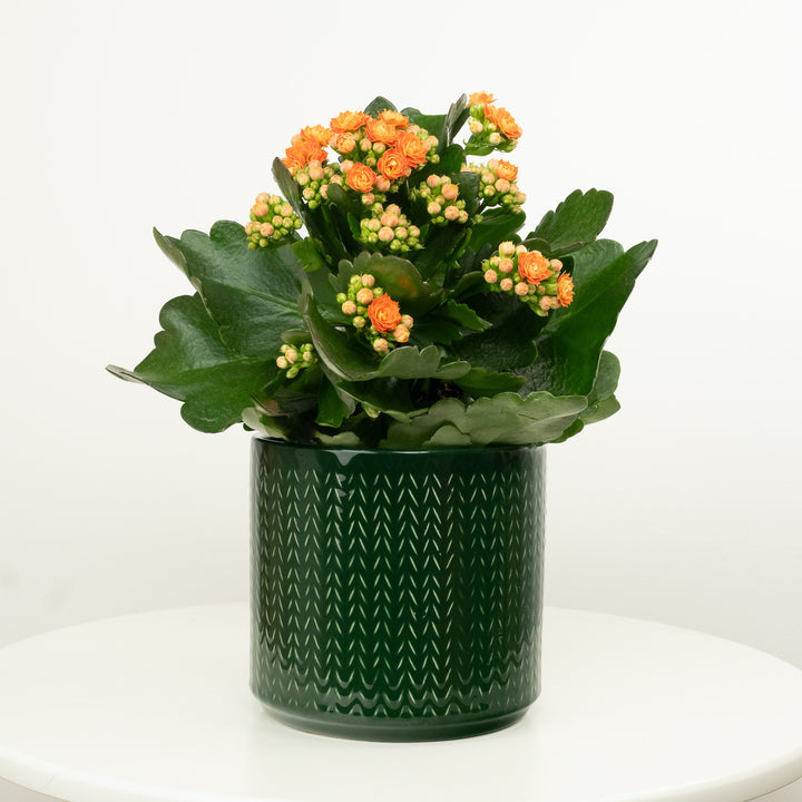 Orange Kalanchoe