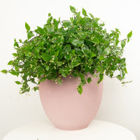 Wandering Dude | Green Hill