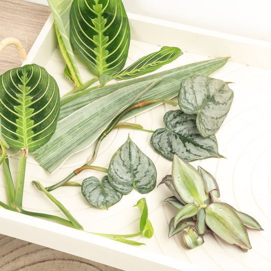 Chop and Prop Mystery Box | Unrooted Cuttings | Potted Houseplants