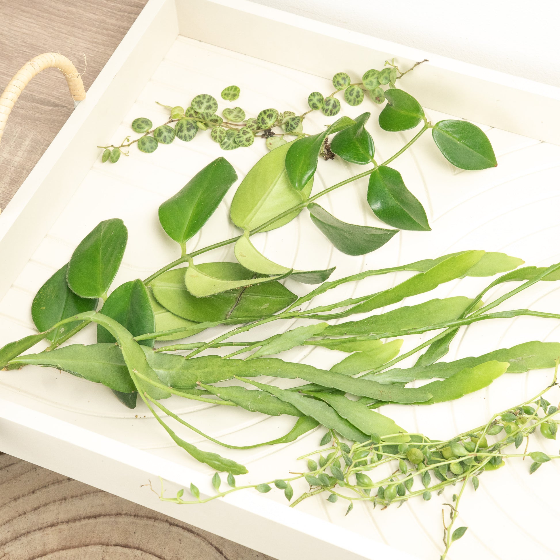 house plants cuttings Chop and Prop Mystery Box | Unrooted Cuttings