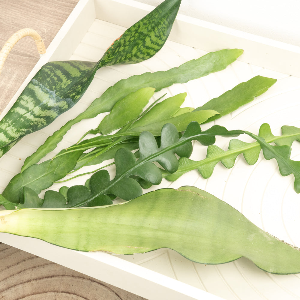 Chop and Prop Mystery Box | Unrooted Cuttings | House Plant Cuttings For Propagation | Indoor Plant Bundle