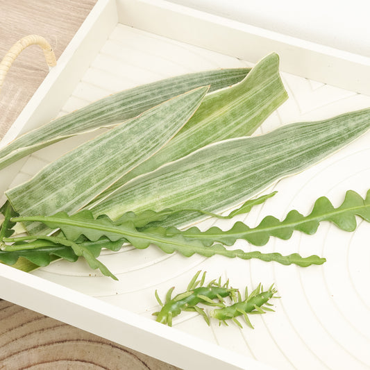 Chop and Prop Mystery Box | Unrooted Cuttings | Potted Houseplants