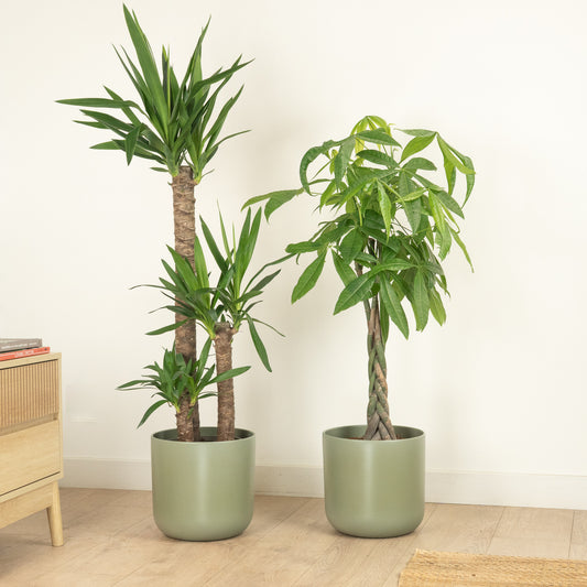 Statement Starter | Plant Bundle | Plant Gifts