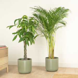 Green Fortune | Plant Bundle - Indoor Plant