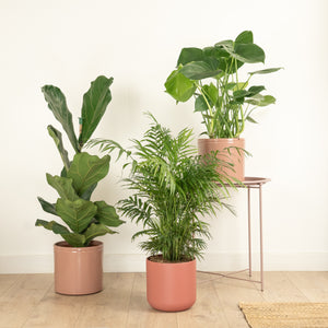 Fig & Fancy | Plant Bundle - Indoor Plant