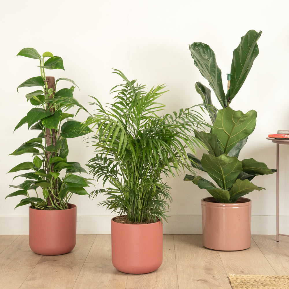 Indoor Foliage Fusion | Plant Bundle | 3 X PLANTS | 3 X POTS | Indoor Plant Bundle