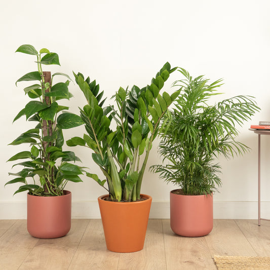 Beginners Bliss | Plant Bundle | Air Purifying Plants