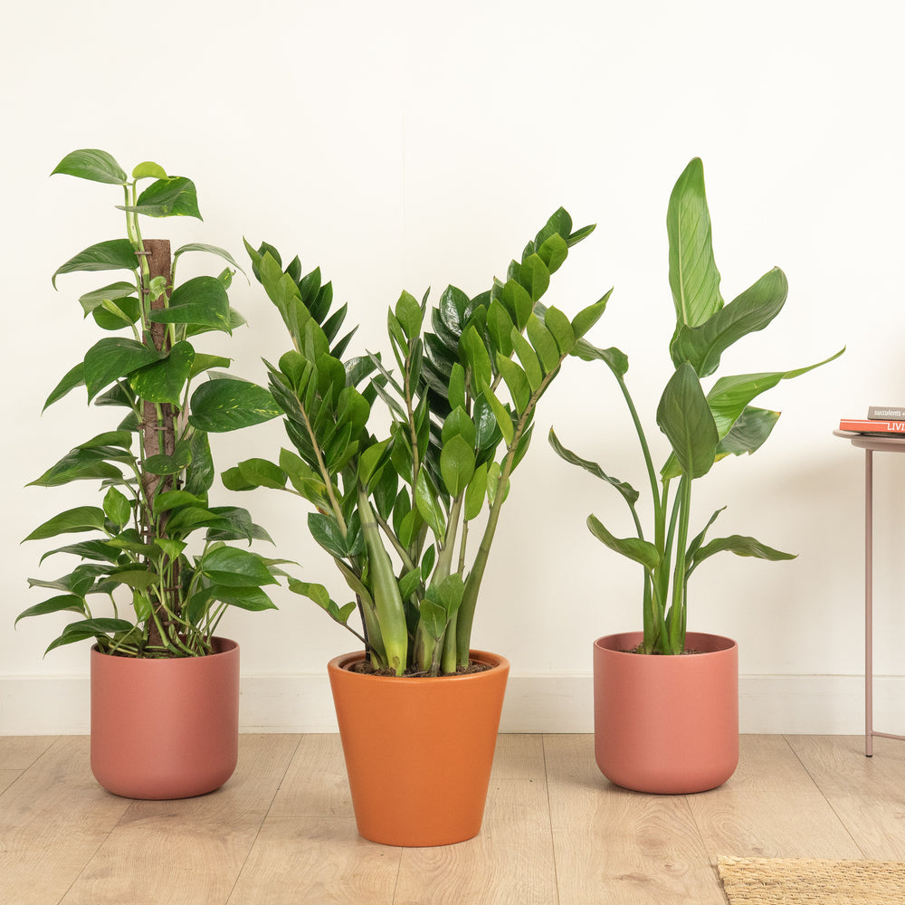 Indoor Golden Glow & Jungle Flow | Plant Bundle | 3 X PLANTS | 3 X POTS | Indoor Plant Bundle