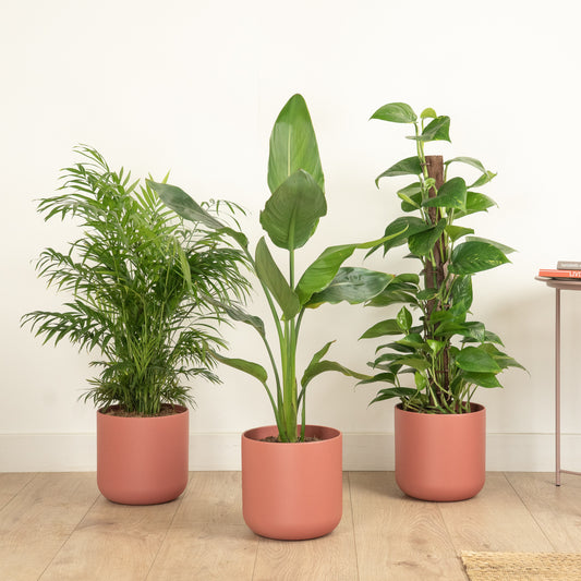 Sunny Sanctuary | Plant Bundle | Air Purifying Plants