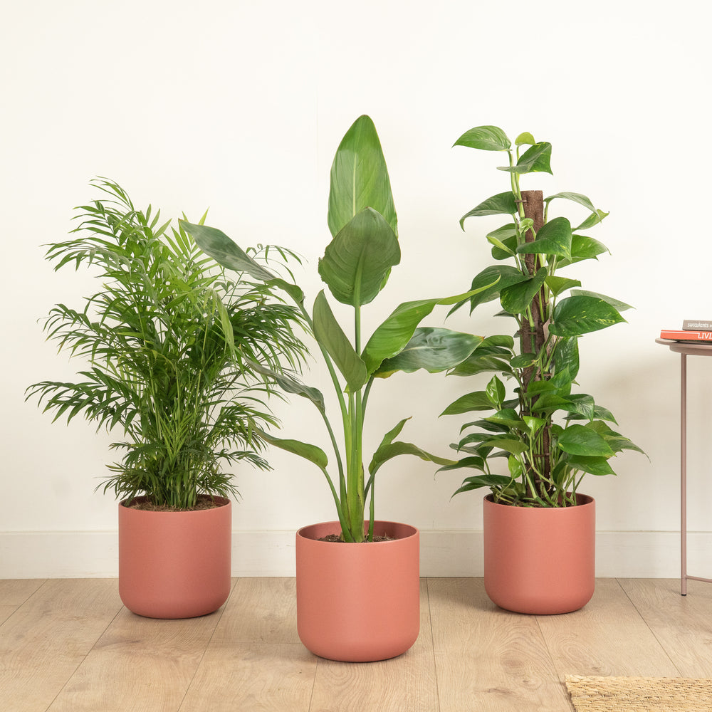 Indoor Sunny Sanctuary | Plant Bundle | 3 X PLANTS | 3 X POTS | Indoor Plant Bundle