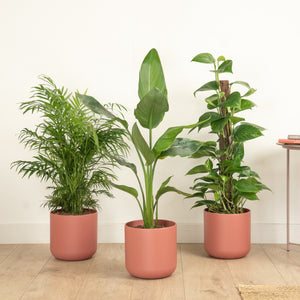 Sunny Sanctuary | Plant Bundle - Indoor Plant