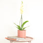 Phalaenopsis Orchid | Yara
