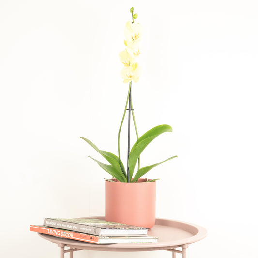 Phalaenopsis Orchid | Yara | Air Purifying Plants