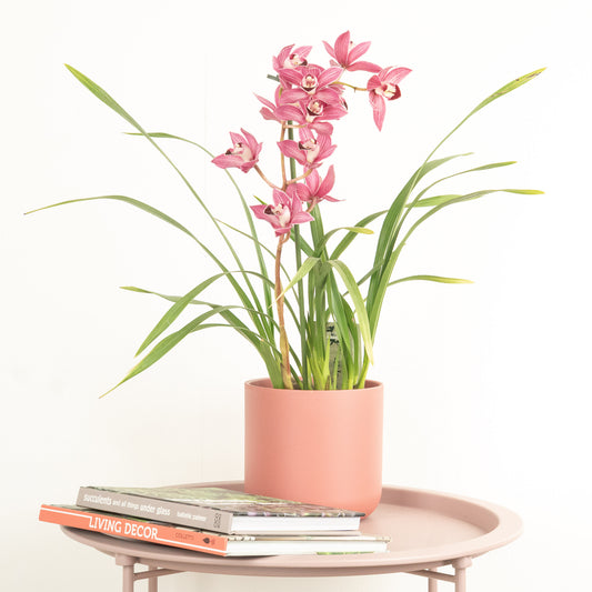Cymbidium Orchid | Phoebe | 