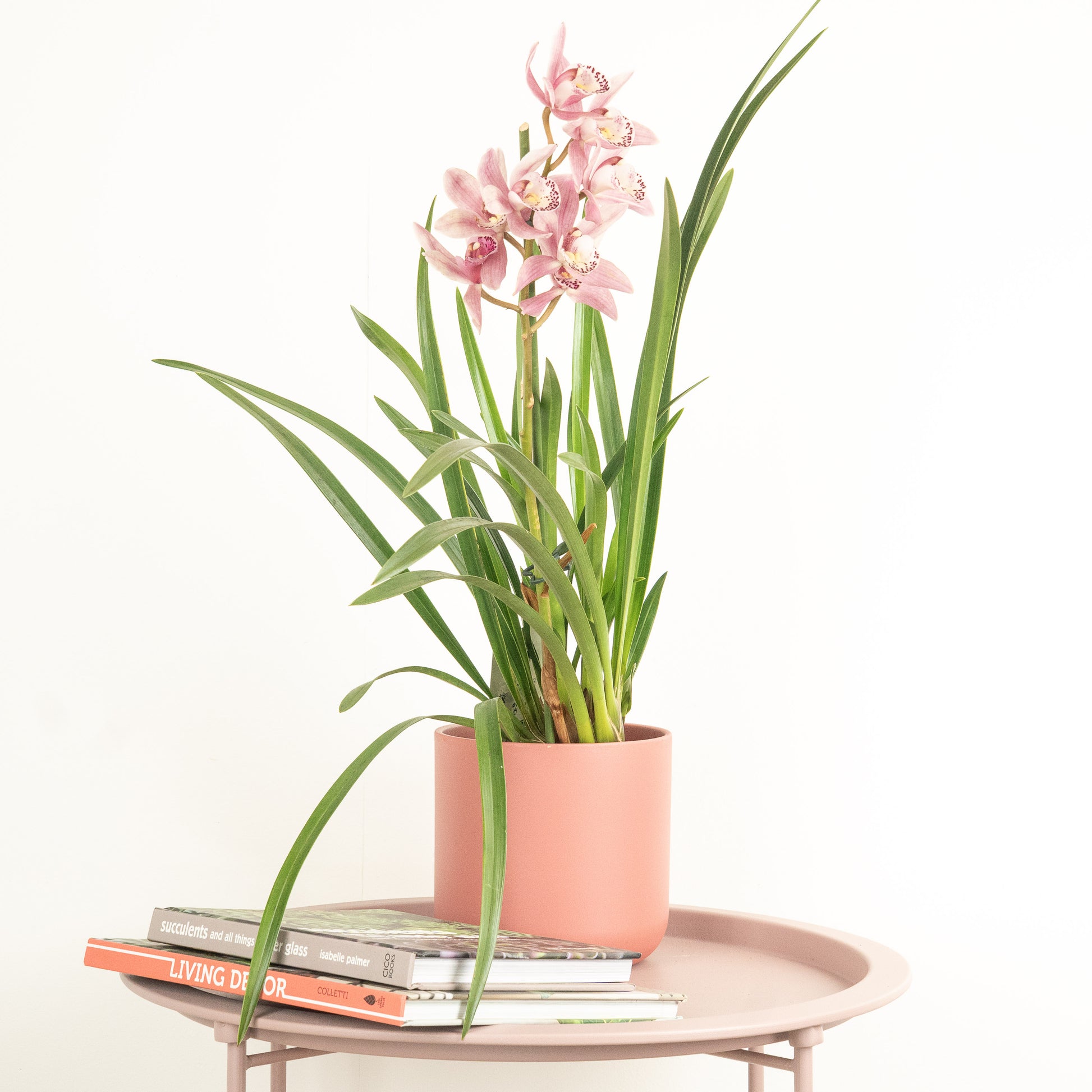 Cymbidium Orchid | Mauve magic