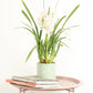 Cymbidium Orchid | White