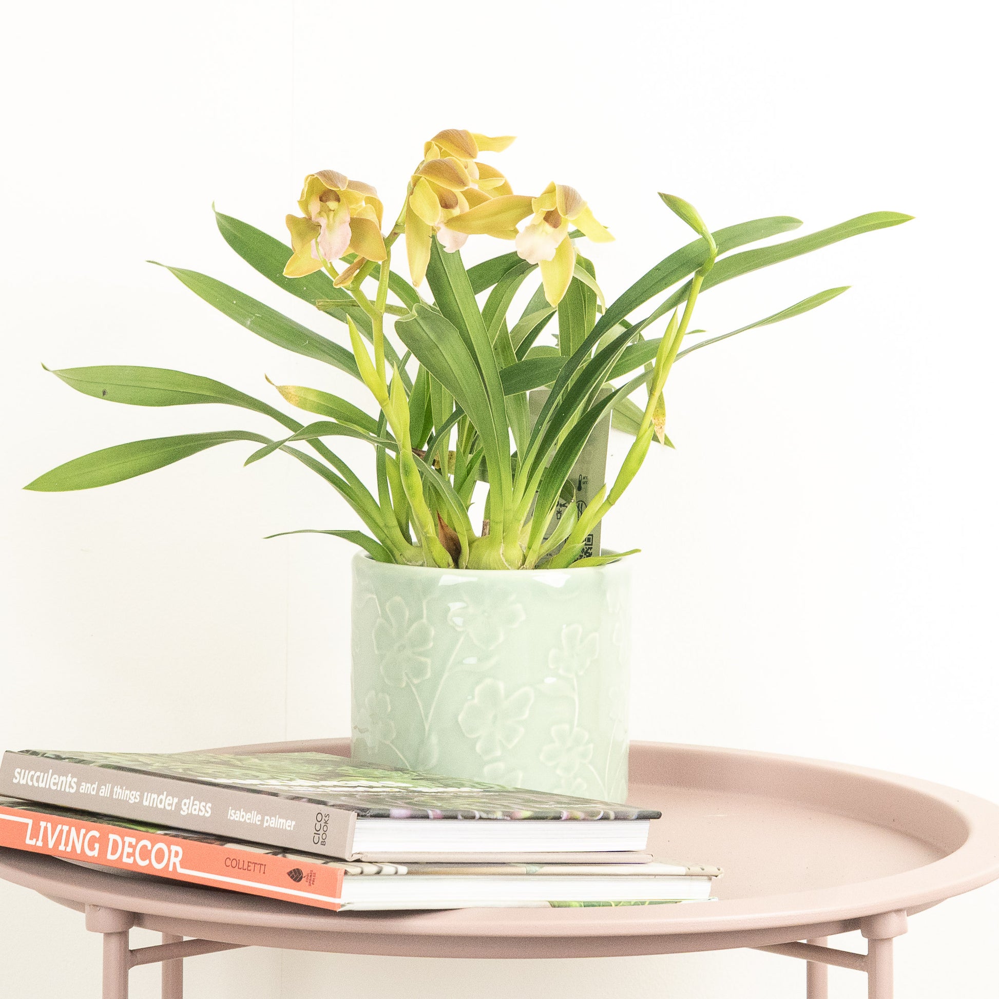 Cymbidium Orchid | Mint Magic
