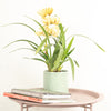 Cymbidium Orchid | Buttercup