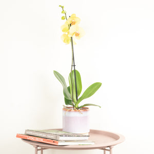 Phalaenopsis Orchid | Yellow - Indoor Plant