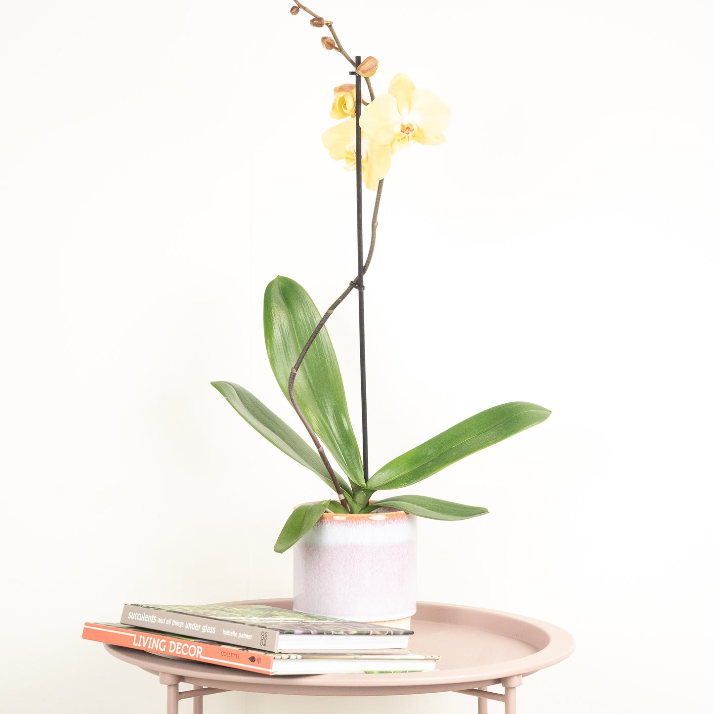 Phalaenopsis Orchid | Pale Bronze