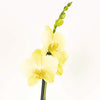 Phalaenopsis Orchid | Lovely Lime