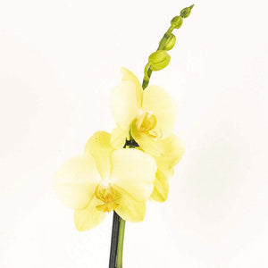 Phalaenopsis Orchid | Lovely Lime - Indoor Plant