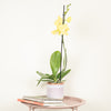 Phalaenopsis Orchid | Lovely Lemon
