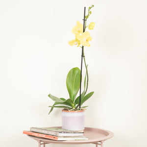 Phalaenopsis Orchid | Lovely Lemon - Indoor Plant