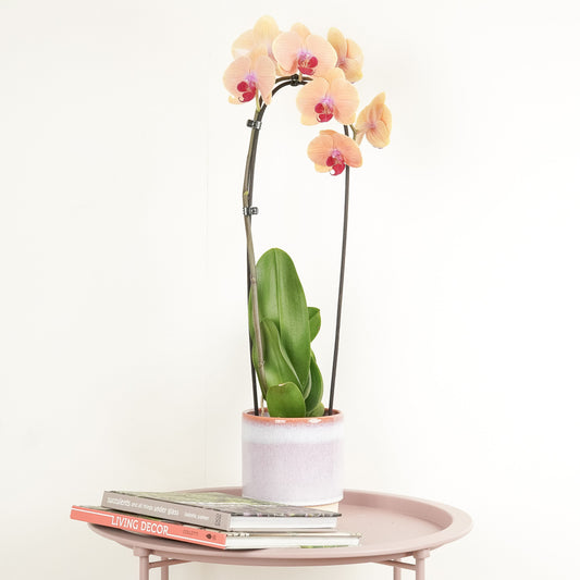 Phalaenopsis Orchid | Caribbean Dream | Potted Houseplants