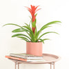 Bromeliad | Guzmania | Red