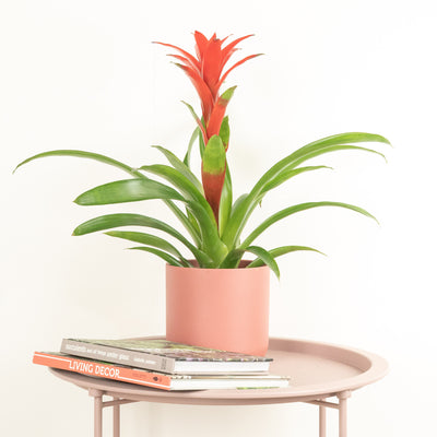 Bromeliad | Guzmania | Red