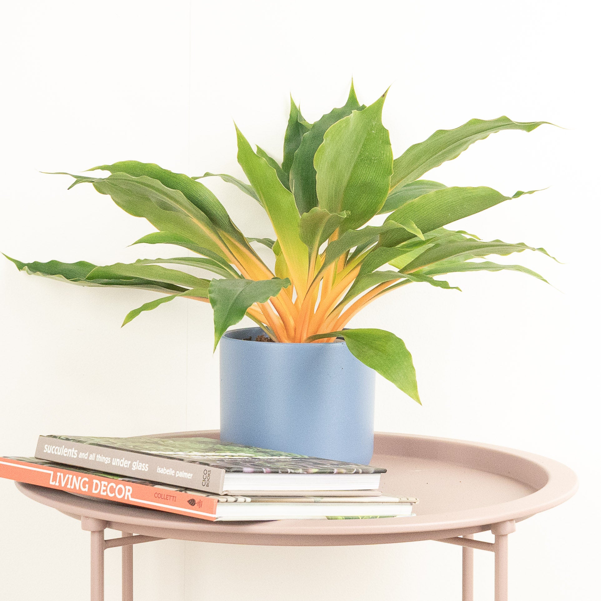 fire flash orange spider plant Orange Spider Plant