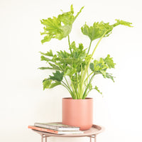 Tree Philodendron | Hope