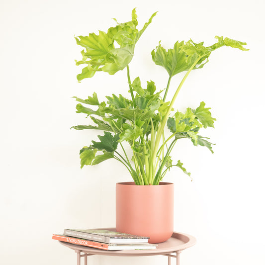 Tree Philodendron | Hope | Houseplant Moving Sale