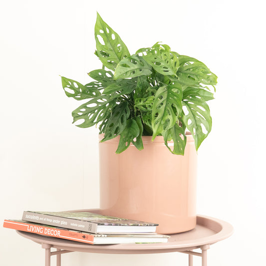 Monkey Mask | Acuminata | Potted Houseplants