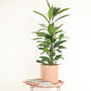 African Fig Tree