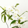 Dendrobium Orchid | Apollon Barbados