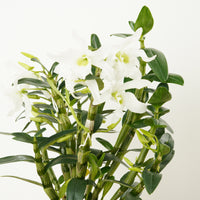 Dendrobium Orchid | Green Eyes