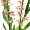 Cambria Orchid |  Barrocco Bright