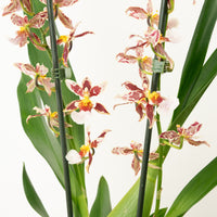 Cambria Orchid |  Barrocco Bright