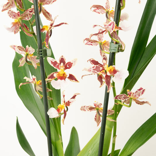 Cambria Orchid |  Barrocco Bright | Mother's Day