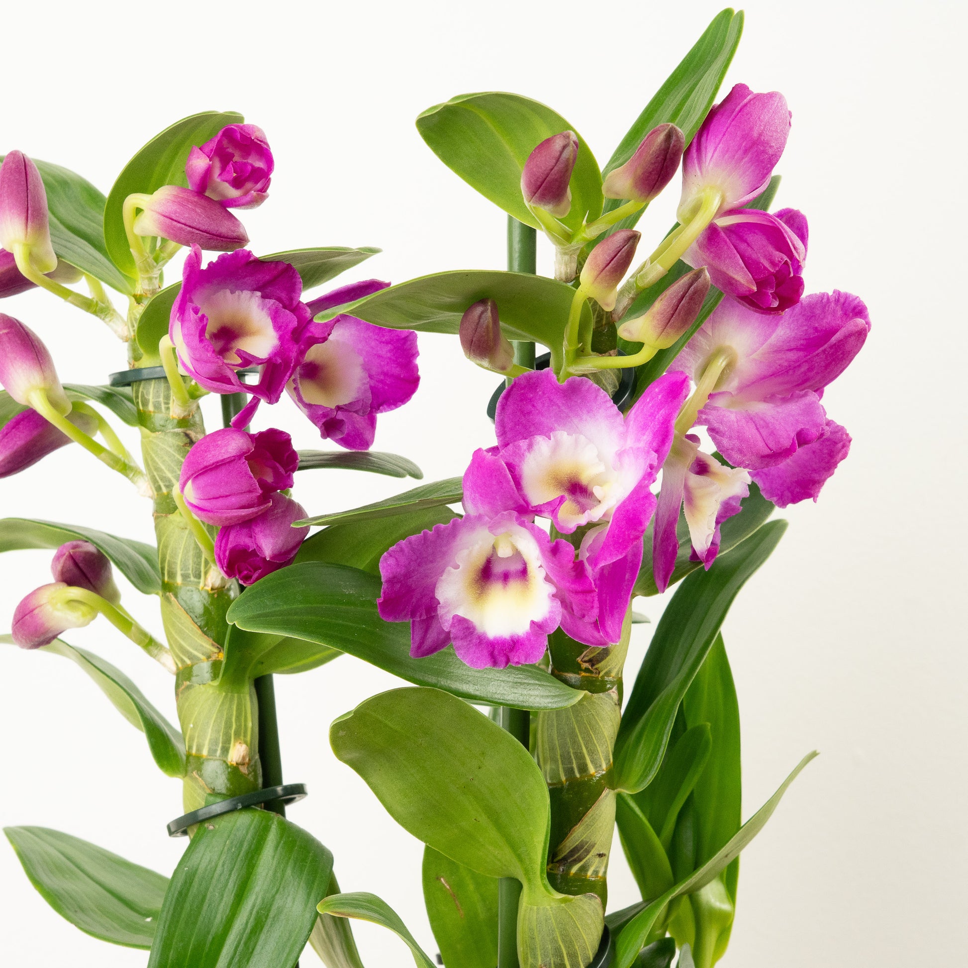 Dendrobium | Akatsuki