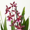 Cambria Orchid |  Barrocco Red