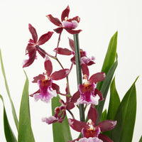 Cambria Orchid |  Barrocco Red