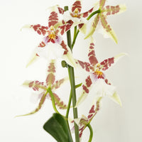 Dancing Ladies Orchid | White Renaissance | Rare Orchid
