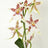 Orchid Plants